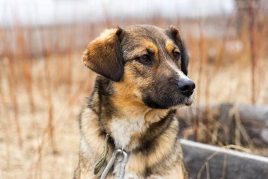 Güzel köpek oudoors