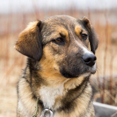 Güzel köpek oudoors
