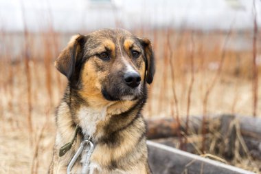 Güzel köpek oudoors