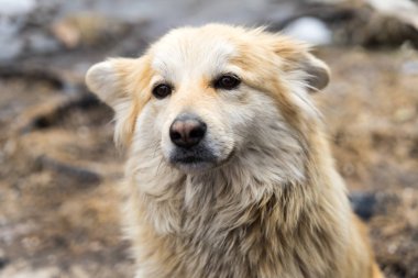 Güzel köpek oudoors