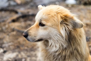 Güzel köpek oudoors
