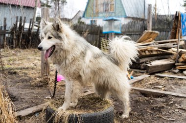 Güzel köpek oudoors
