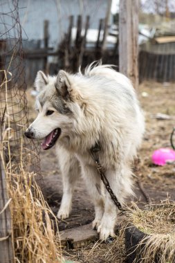 Güzel köpek oudoors