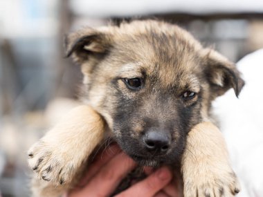 Güzel köpek oudoors