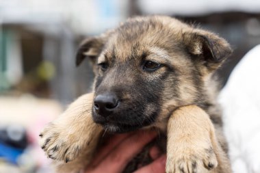 Güzel köpek oudoors