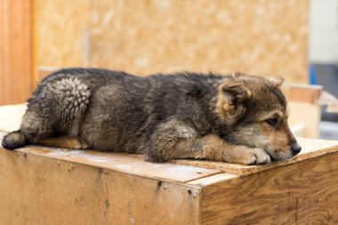 Güzel köpek oudoors