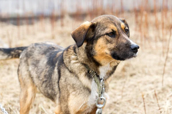 Güzel köpek oudoors