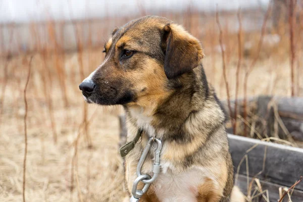 Güzel köpek oudoors