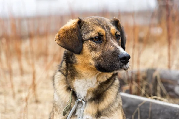 Güzel köpek oudoors