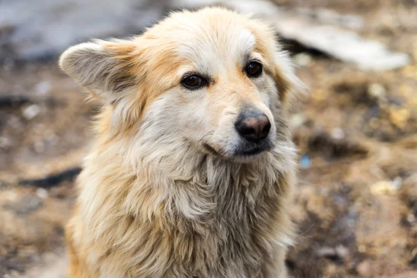 Güzel köpek oudoors