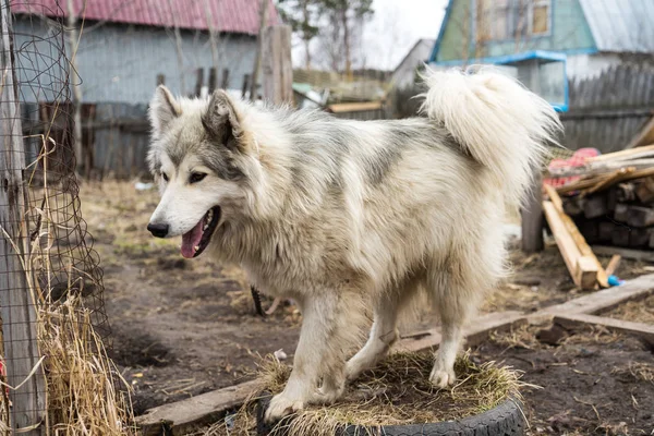 Güzel köpek oudoors