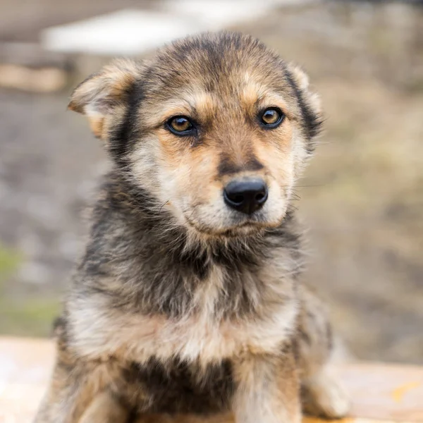 Güzel köpek oudoors