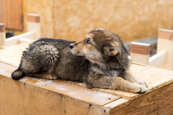 Güzel köpek oudoors