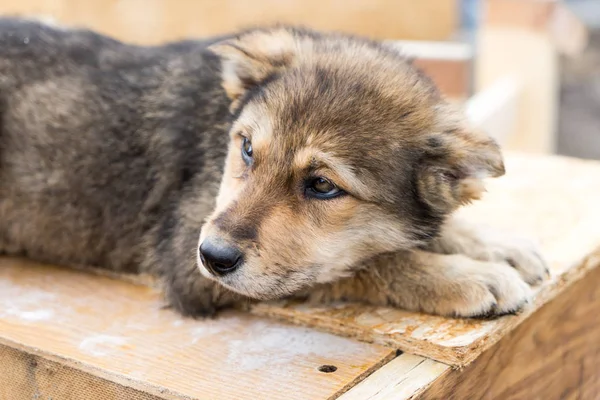 Güzel köpek oudoors