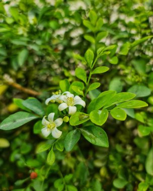 Bahçedeki güzel çiçekler