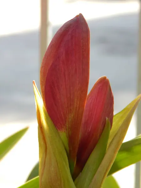 Kırmızı zambak çiçeğinin yakın plan makro görüntüsü.