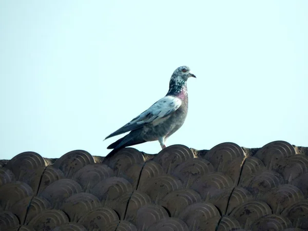 Hayvanat bahçesinde bir kuş