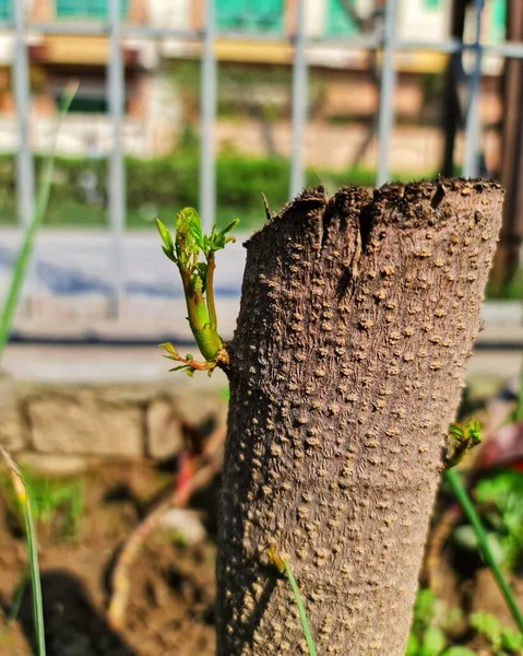 Bir ağaç gövdesini kapatın.