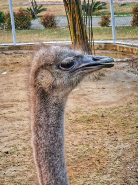 Hayvanat bahçesinde devekuşu