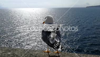 Seagull at Castel Dell 'Ovo