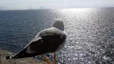 Naples, Campania, Italya-1 Mart 2019: MARTIN Castel Dell 'Ovo uçuşunda uçan