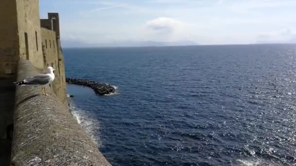 Naples Campania Italy March 2019 Seagull Flying Flight Castel Dell — стоковое видео