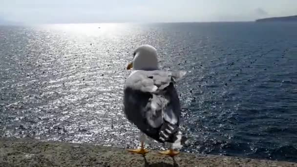 Seagull Castel Dell Ovo — Stock Video