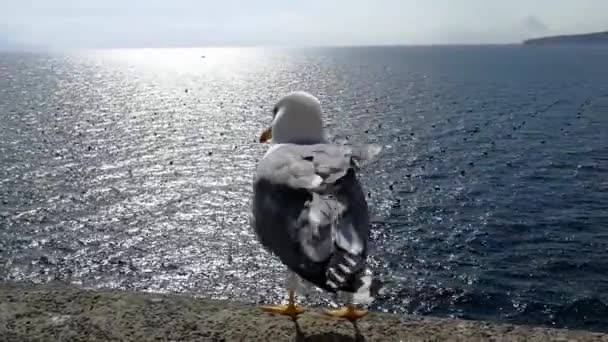 Gaviota Castel Dell Ovo — Vídeo de stock