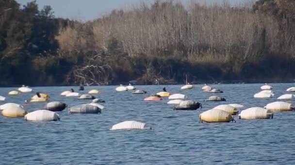 Buoys För Fisk Odling Vid Sjön Fusaro — Stockvideo