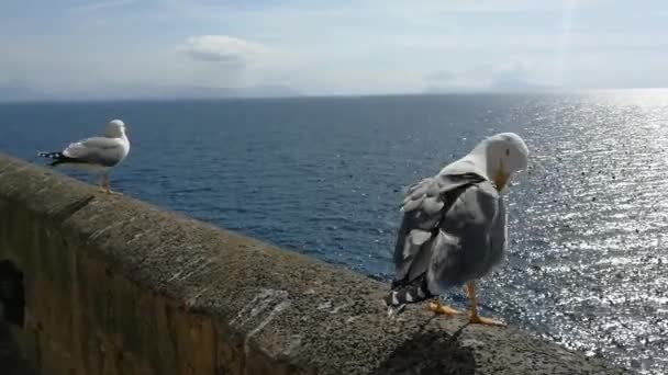 Neapol Kampánie Itálie Březen 2019 Seagull Vyhlazují Péra Castel Dell — Stock video