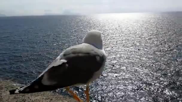 Naples Campania Italy March 2019 Seagull Flying Flight Castel Dell — стоковое видео