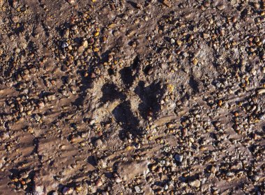 yağmur sonra yerdeki köpek track