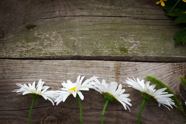 Flores Manzanilla Sobre Fondo Madera Vieja Inicio Del Año Escolar — Foto de Stock