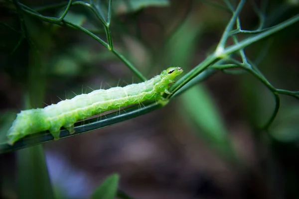 青虫やアリと枝に緑のワーム — ストック写真