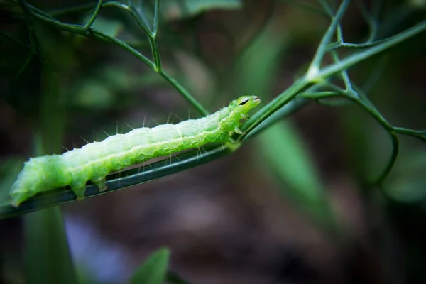 Oruga Verde Gusano Verde Una Rama Con Una Hormiga — Foto de Stock