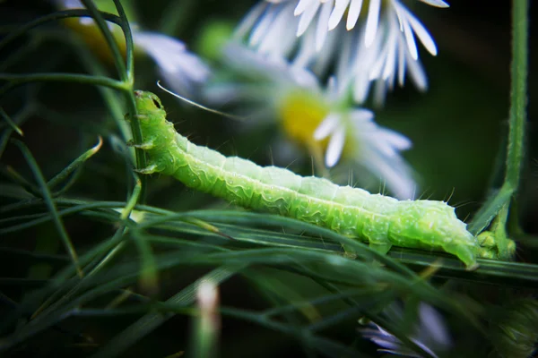 绿毛虫或绿蠕虫在树枝上与蚂蚁 — 图库照片