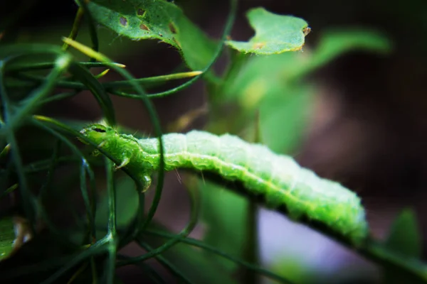 Oruga Verde Gusano Verde Una Rama Con Una Hormiga — Foto de Stock