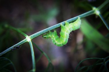 Yeşil tırtıl veya bir karınca ile dal yeşil solucan