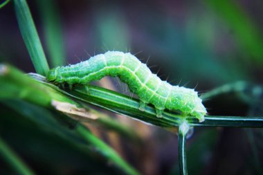 Yeşil tırtıl veya bir karınca ile dal yeşil solucan