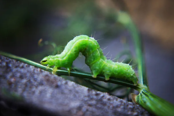 Oruga Verde Gusano Verde Una Rama Con Una Hormiga — Foto de Stock