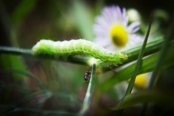 Grüne Raupe Oder Grüner Wurm Auf Einem Ast Mit Einer — Stockfoto