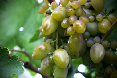 Olgun üzüm asma üzerinde beyaz demet