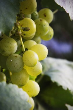 Olgun üzüm asma üzerinde beyaz demet