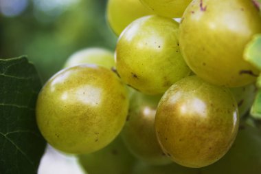Olgun üzüm asma üzerinde beyaz demet