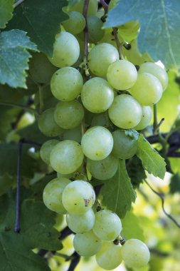 Olgun üzüm asma üzerinde beyaz demet