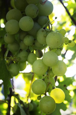 Olgun üzüm asma üzerinde beyaz demet