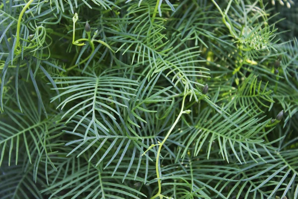 Quamoclit - sarma liana. Cypress asma, tropikal Amerika Güney Kuzey Amerika'da vatandaşlığa dağcı twining. 