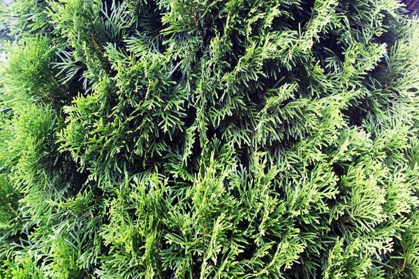 Mazı (bitki) dal, mazı occidentalis herdem yeşil iğne yapraklı ağaçtır. Platycladus orientalis, Çin Mazı (bitki), oryantal mazı.