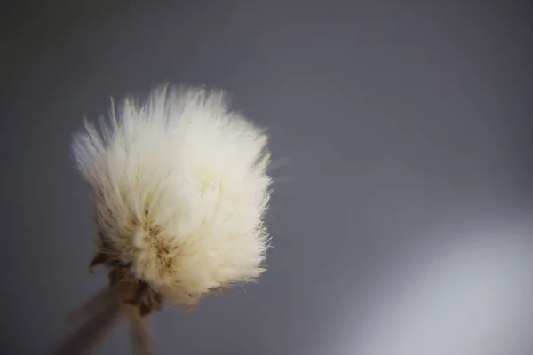 Fluffiga Maskros Blomma Grå Bakgrund — Stockfoto