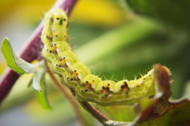 Kıllı yeşil zehirli caterpillar çiçek kök kıpır kıpır görünümünü kapat 